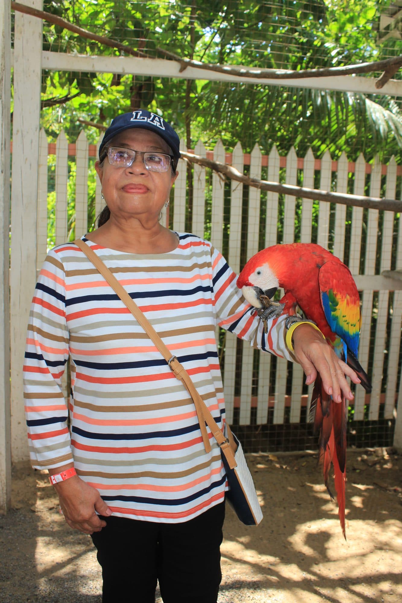 Una guacamaya roja posada en el antebrazo de una visitante, con su larga cola roja colgando