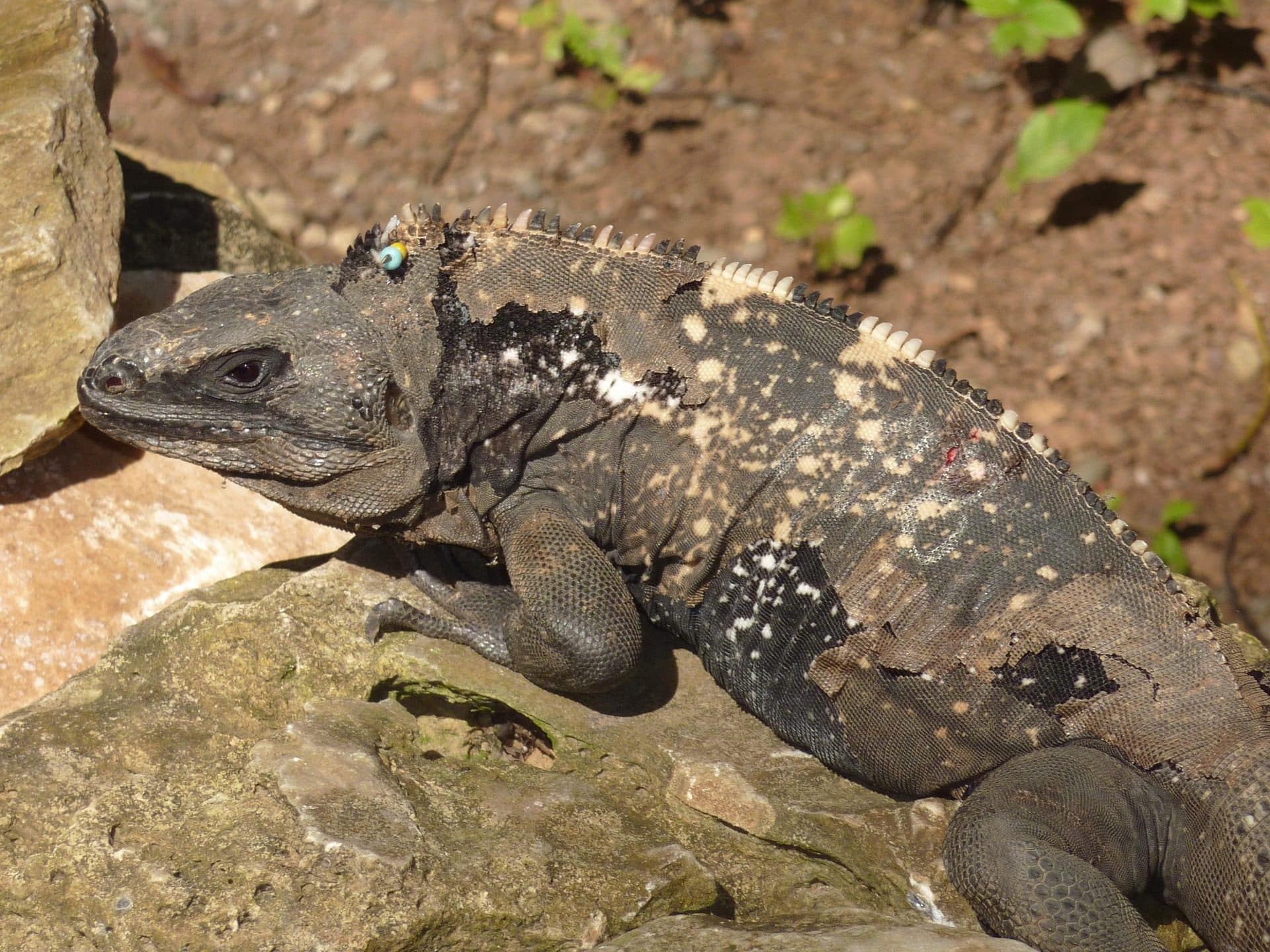 Una iguana grande descansando sobre una roca caliente con unas pocas hojas verdes al lado