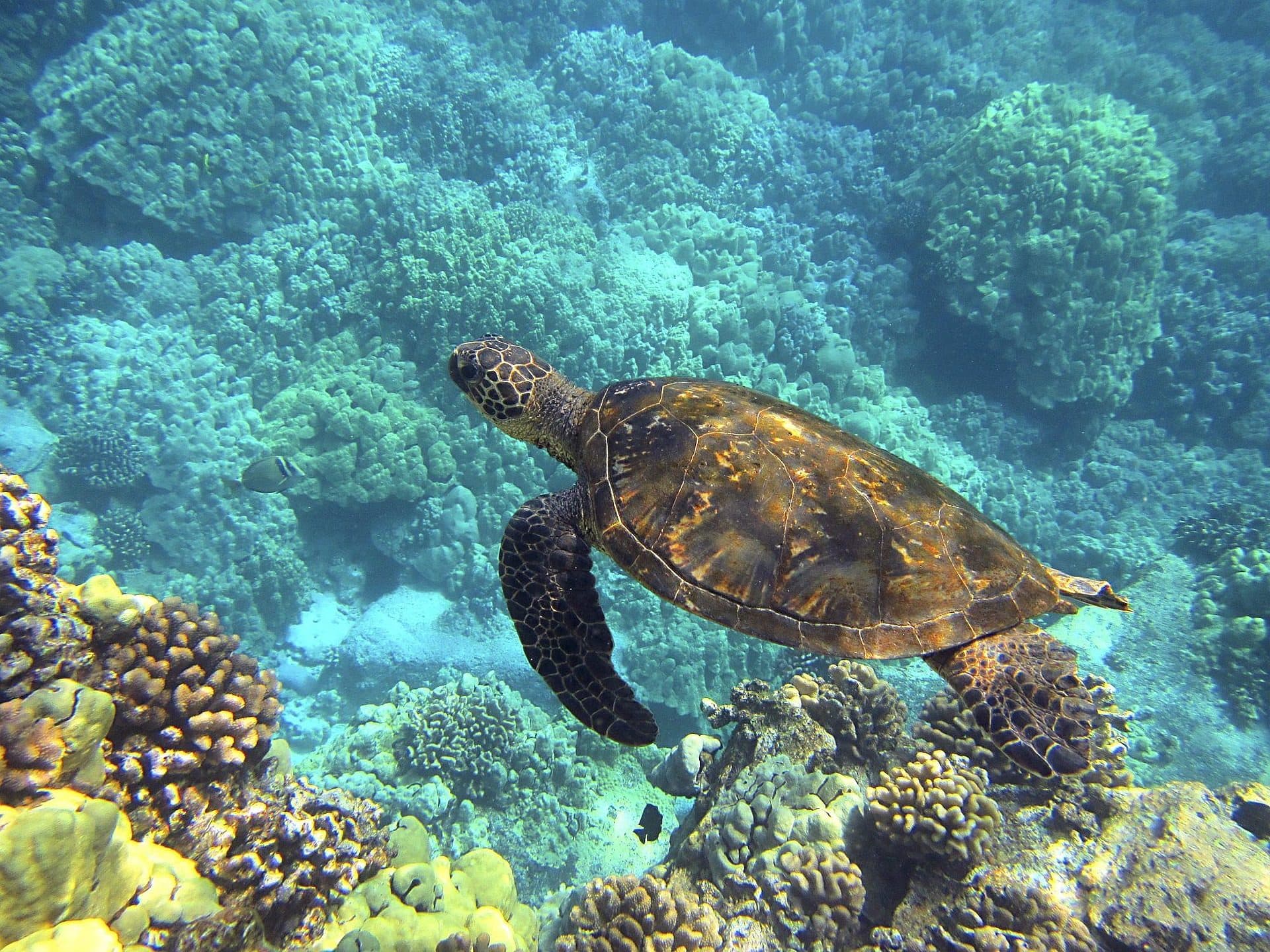 Una tortuga verde nadando justo por encima de un arrecife de coral en agua azul y clara