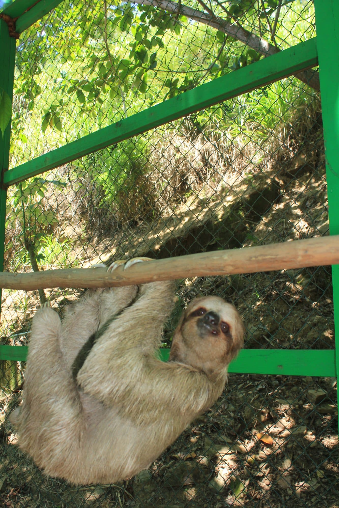 Un perezoso trepando despacio por un poste de madera dentro de su recinto verde a la sombra
