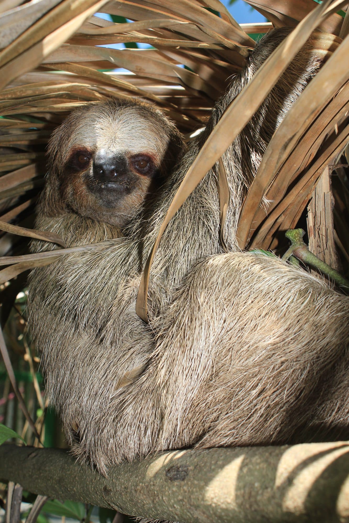 Close-up of a three-toed sloth clinging to a dry palm frond, looking straight at the camera